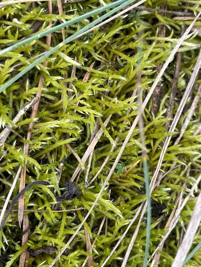 Brachythecium Moss photo 2