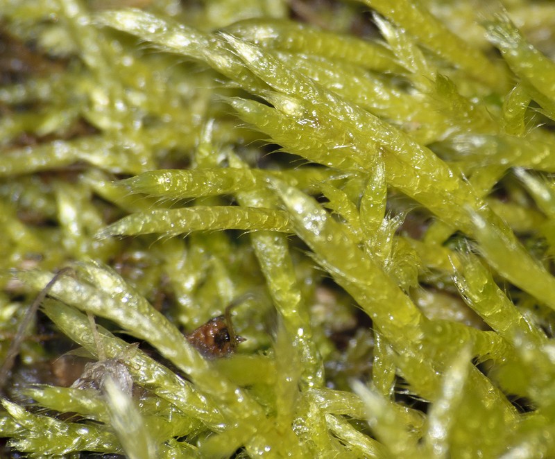 Brachythecium Moss photo 3