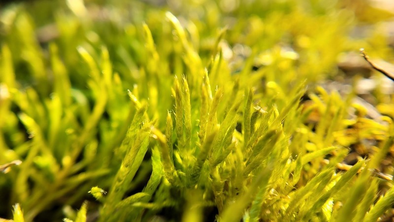 Brachythecium Moss photo 4