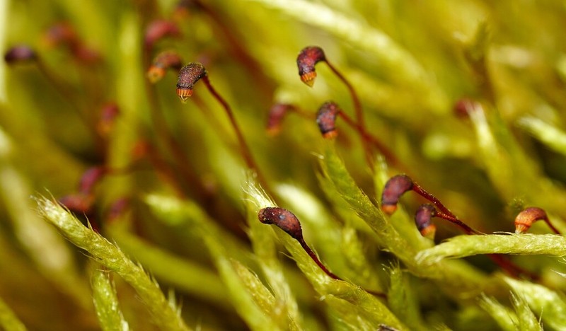 Brachythecium Moss photo 5