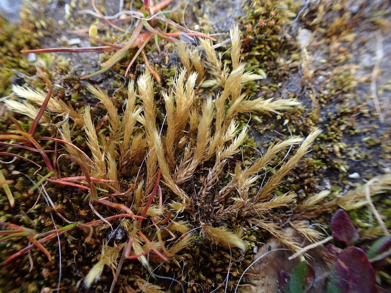 Brachythecium Moss photo 6
