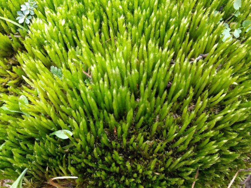 Brachythecium Moss photo 7