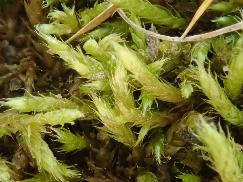 Brachythecium Moss photo 8