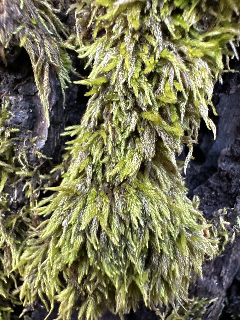 Brachythecium Moss
