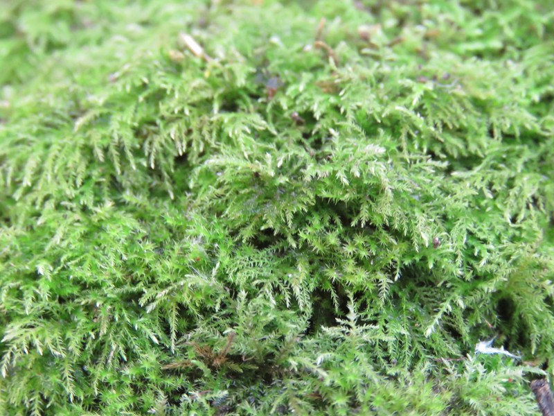 Bolander's Brachythecium Moss photo 2
