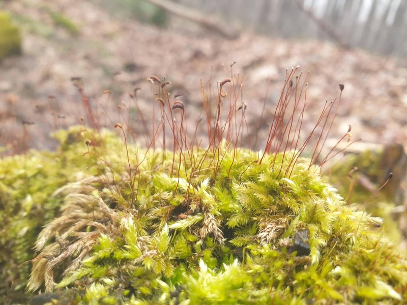 Calcareous Brachythecium Moss