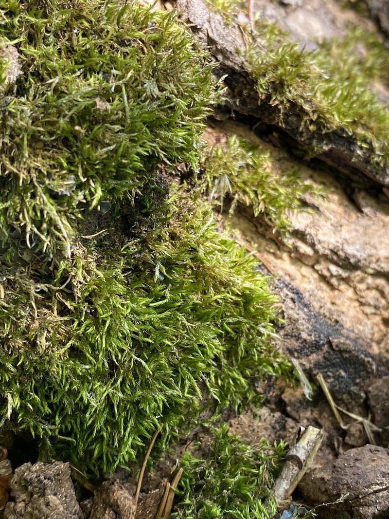 Calcareous Brachythecium Moss photo 2