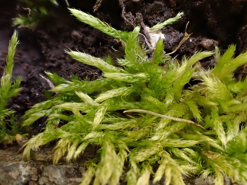 Calcareous Brachythecium Moss photo 3