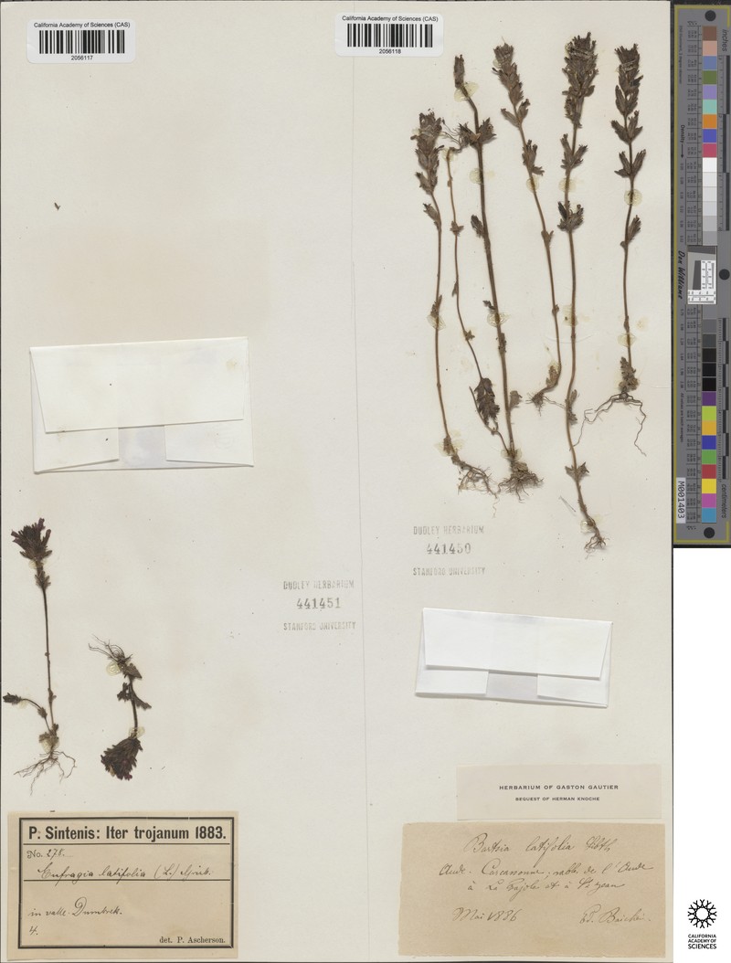 Calcareous Brachythecium Moss photo 5