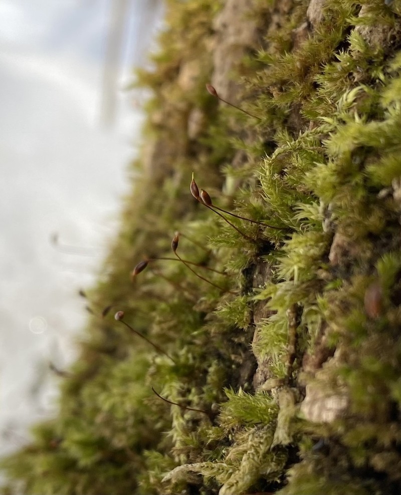 Brachythecium Moss