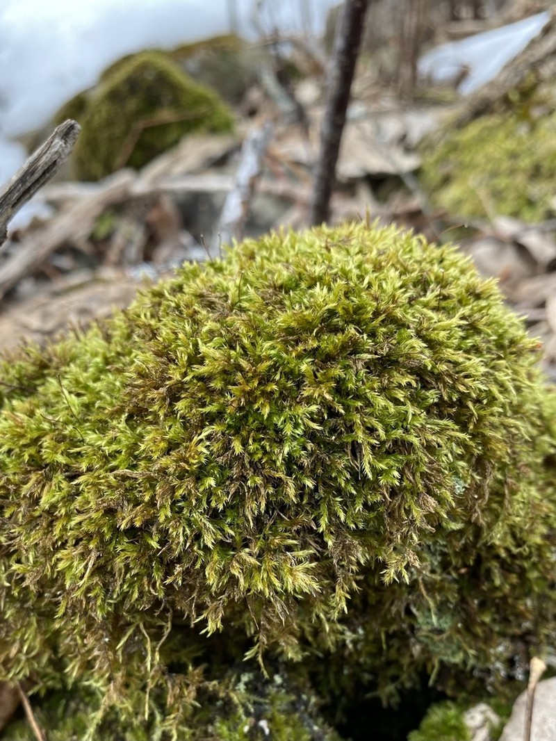 Brachythecium Moss photo 2