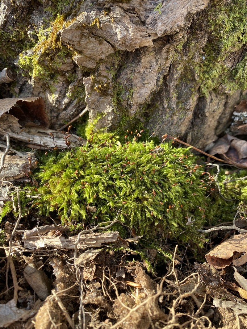 Brachythecium Moss photo 3