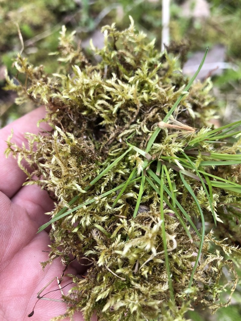 Brachythecium Moss photo 4