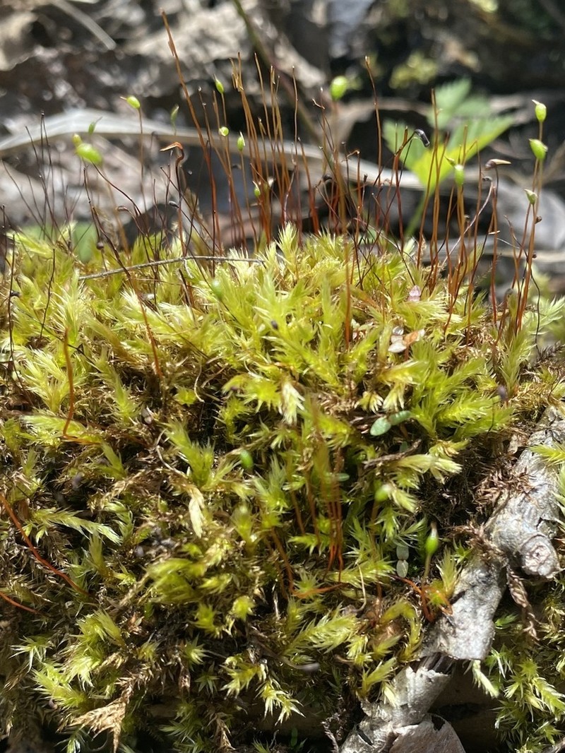 Brachythecium Moss photo 5