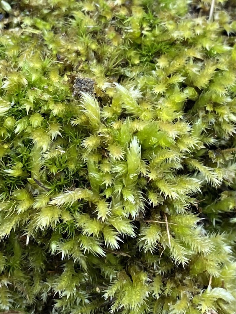 Brachythecium Moss photo 6