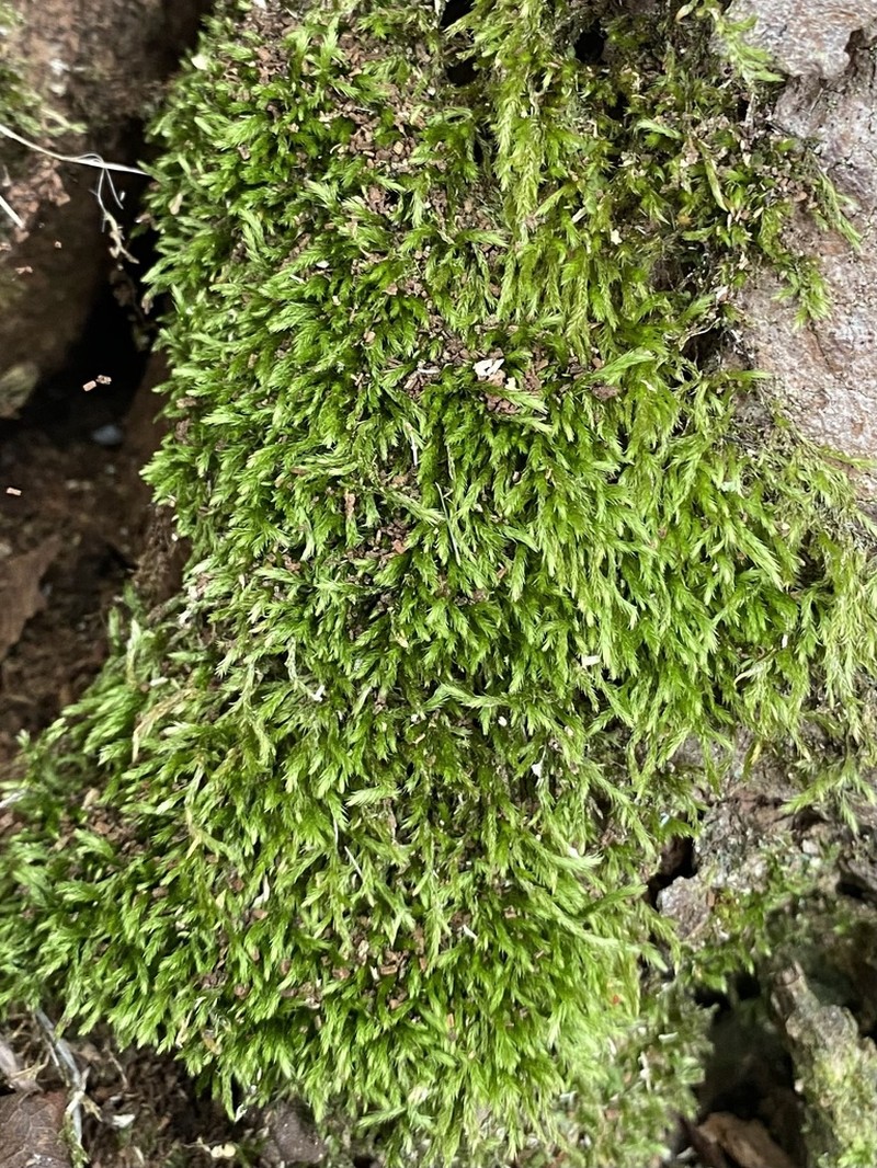 Brachythecium Moss photo 7