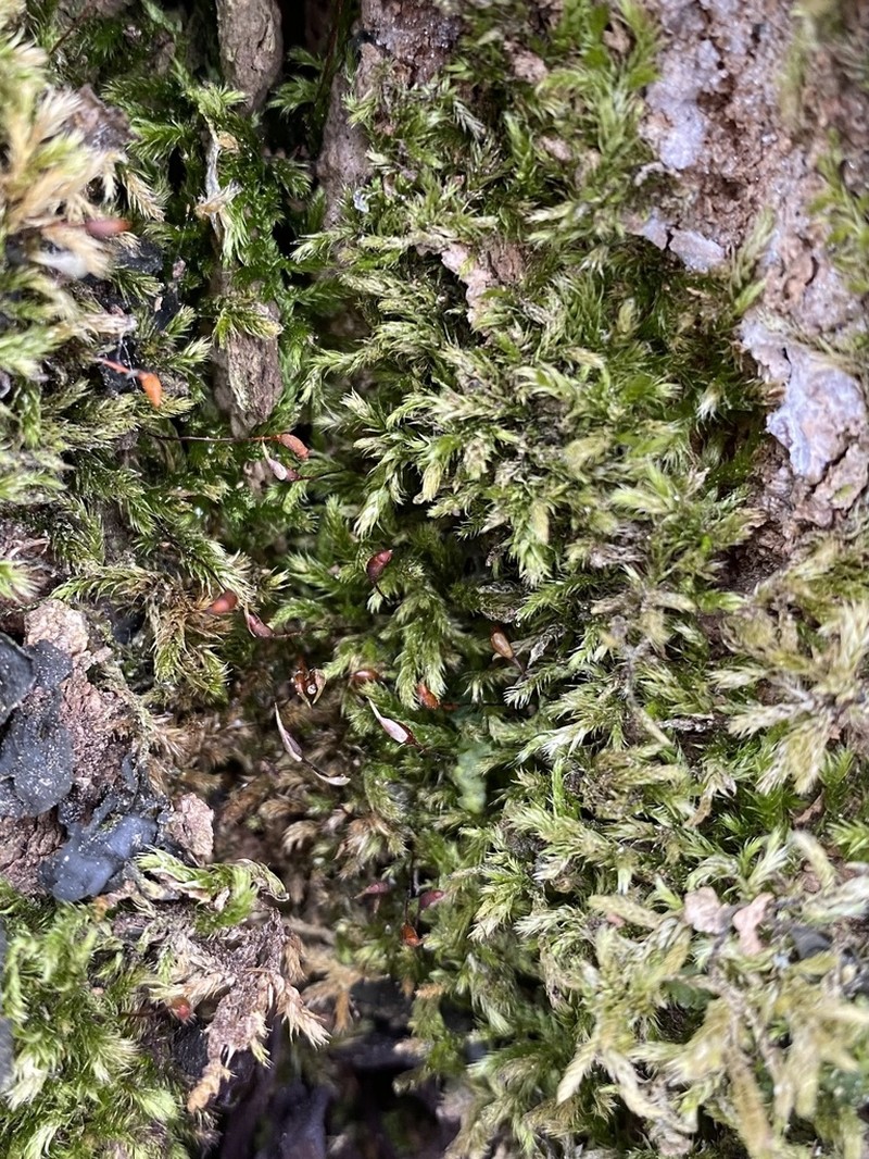 Brachythecium Moss photo 8