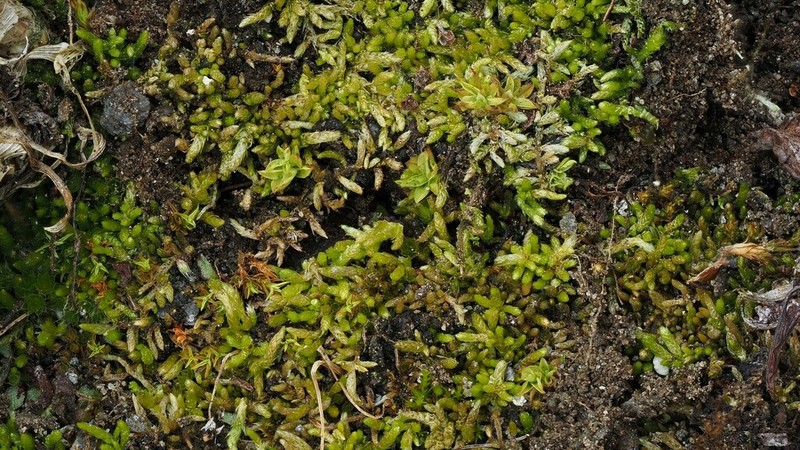 Brachythecium Moss