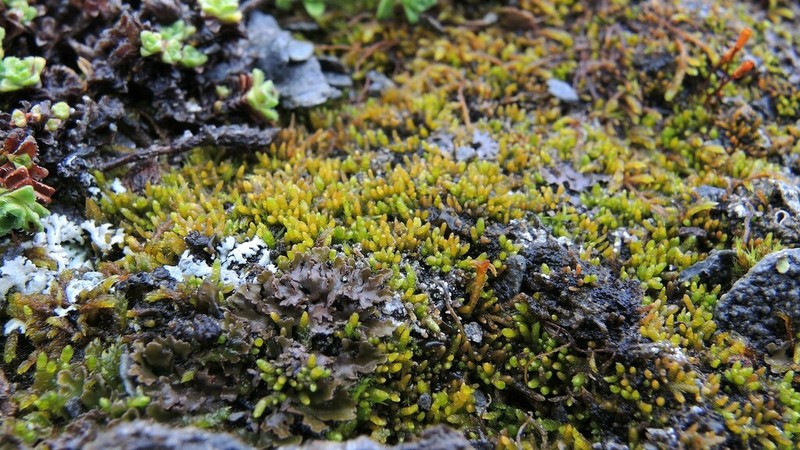 Brachythecium Moss photo 2