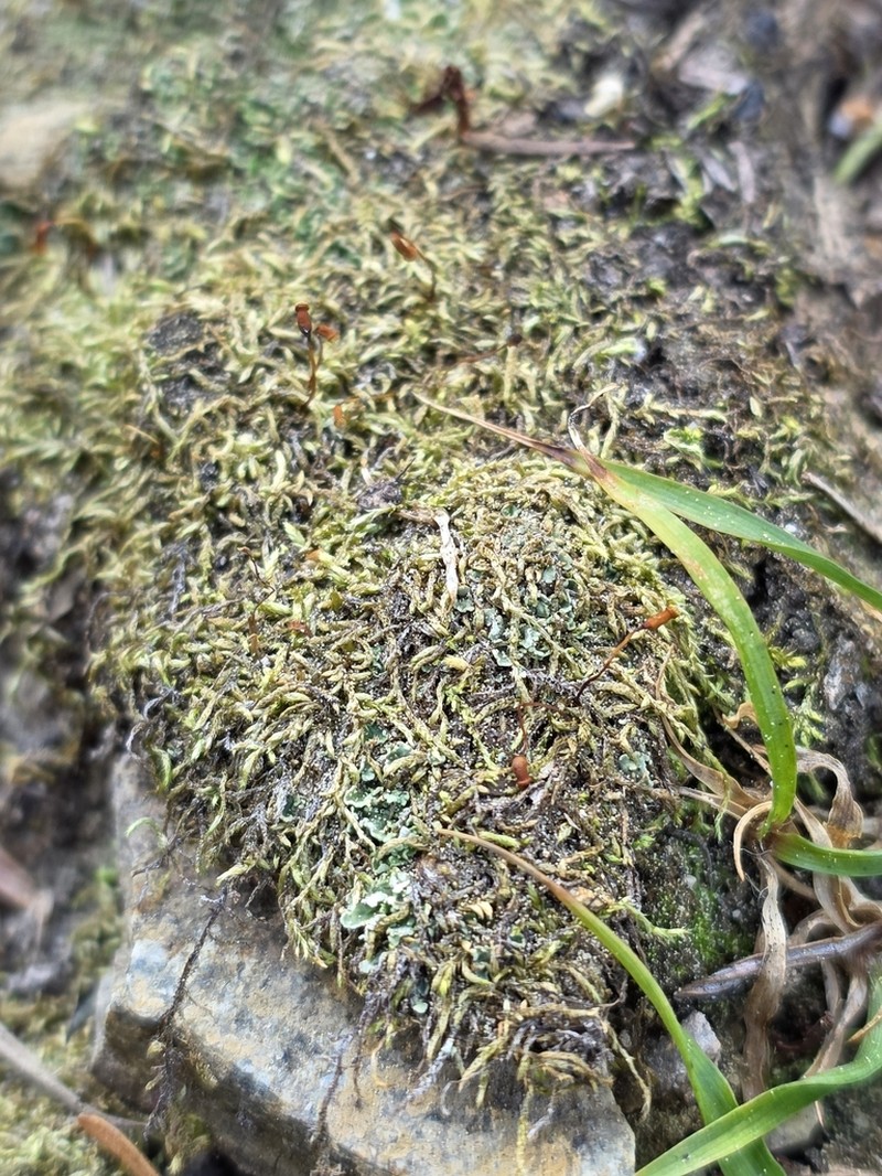 Brachythecium Moss photo 3