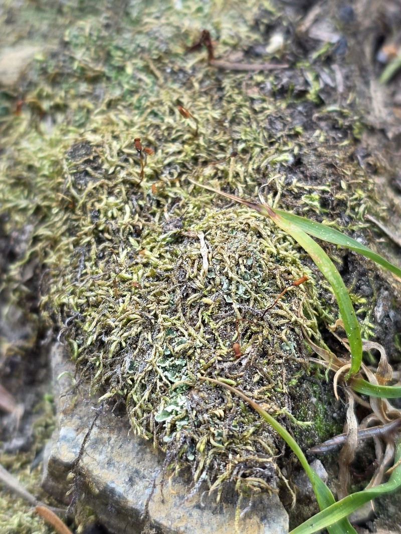 Brachythecium Moss photo 4