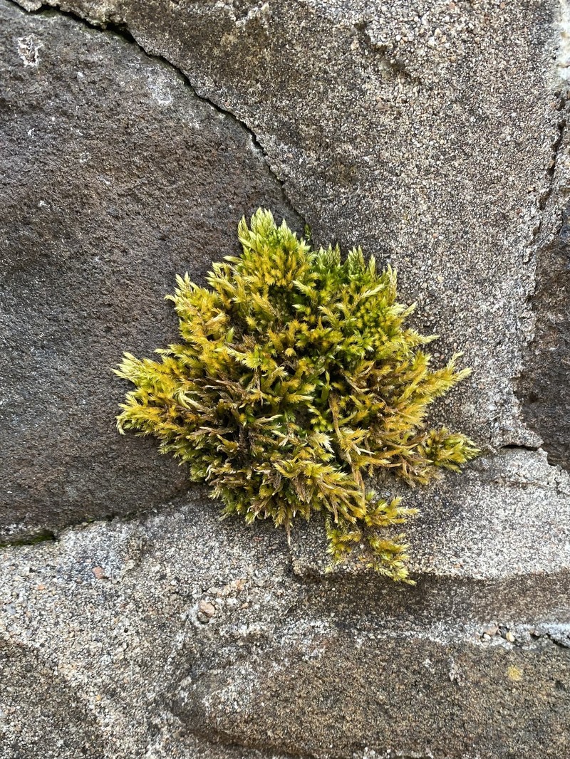 Brachythecium Moss