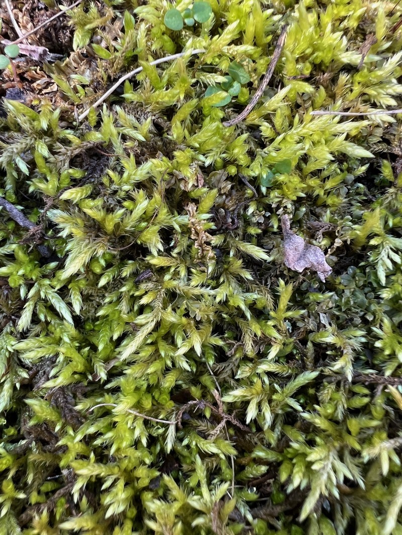 Brachythecium Moss photo 2