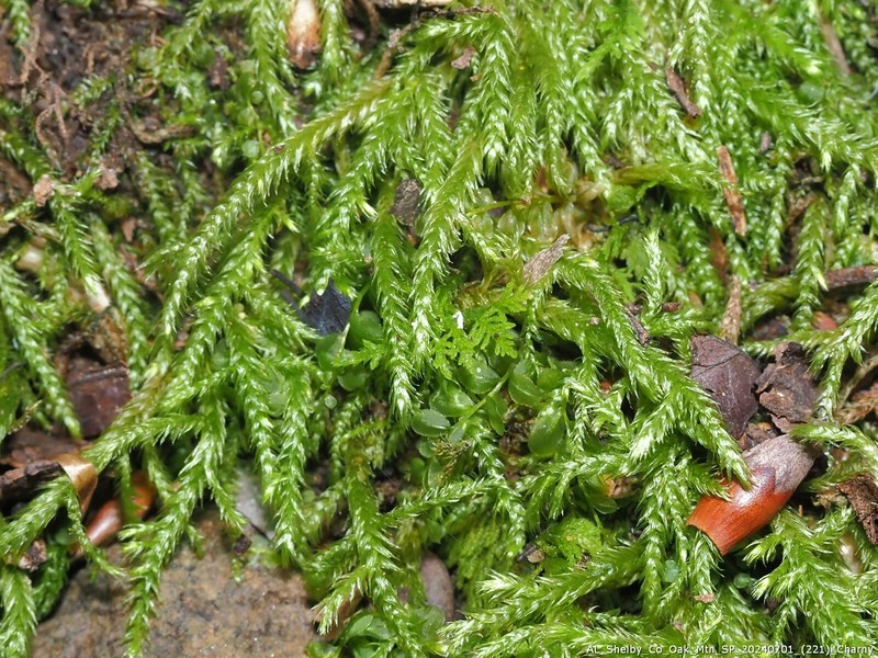 Brachythecium Moss photo 3