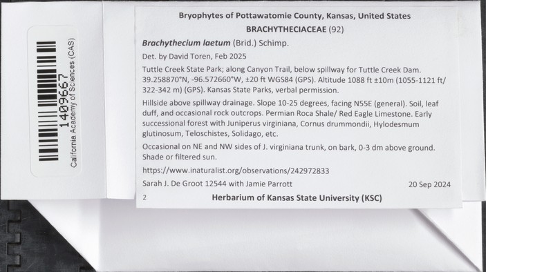 Brachythecium Moss photo 7