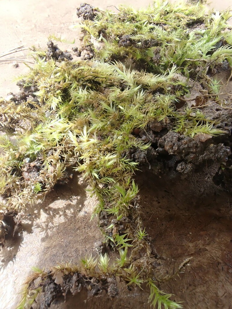 Brachythecium Moss