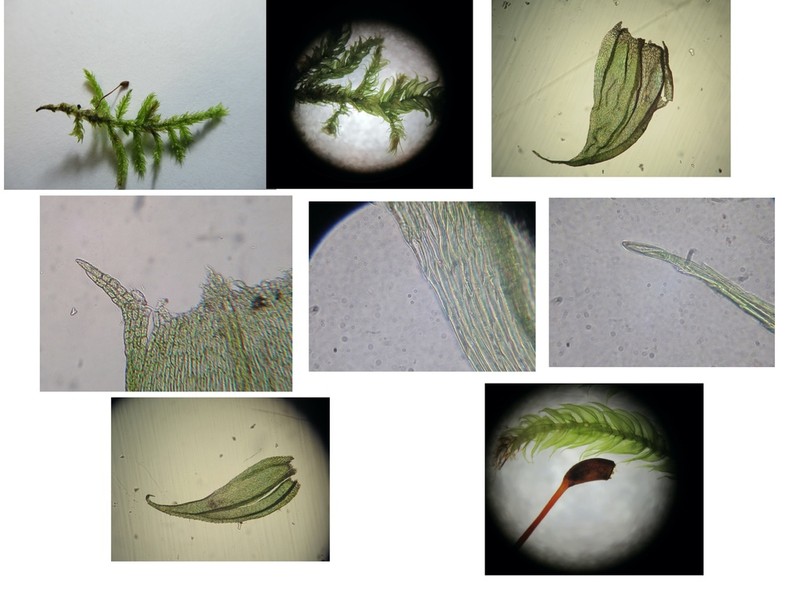 Brachythecium Moss photo 2