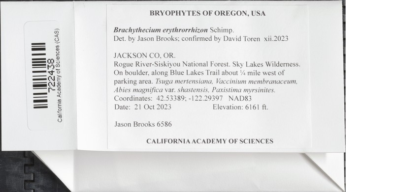 Brachythecium Moss photo 5