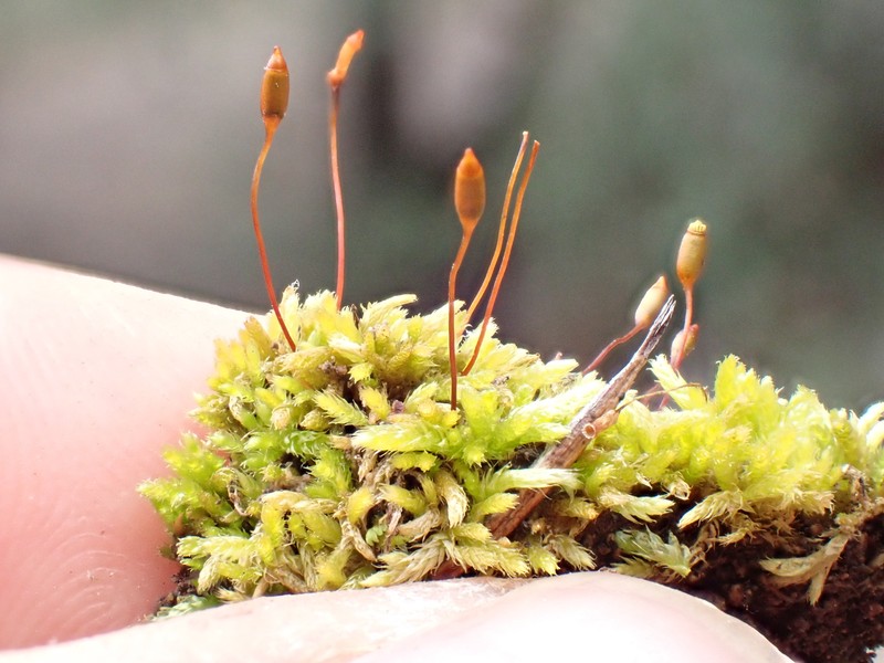 Fendler's Brachythecium Moss photo 2