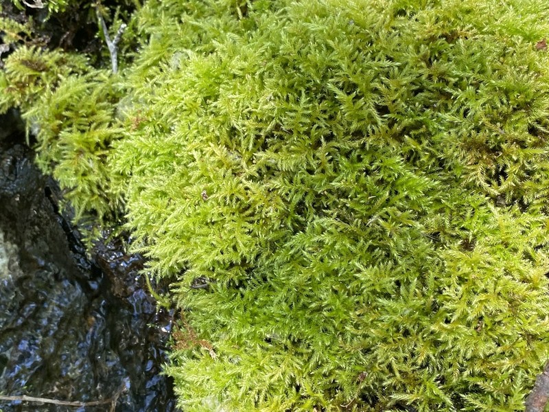 Cold Brachythecium Moss