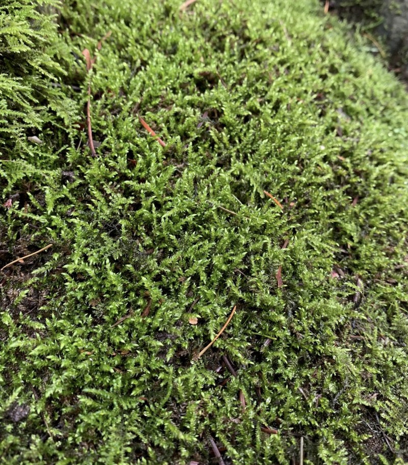 Cold Brachythecium Moss photo 2