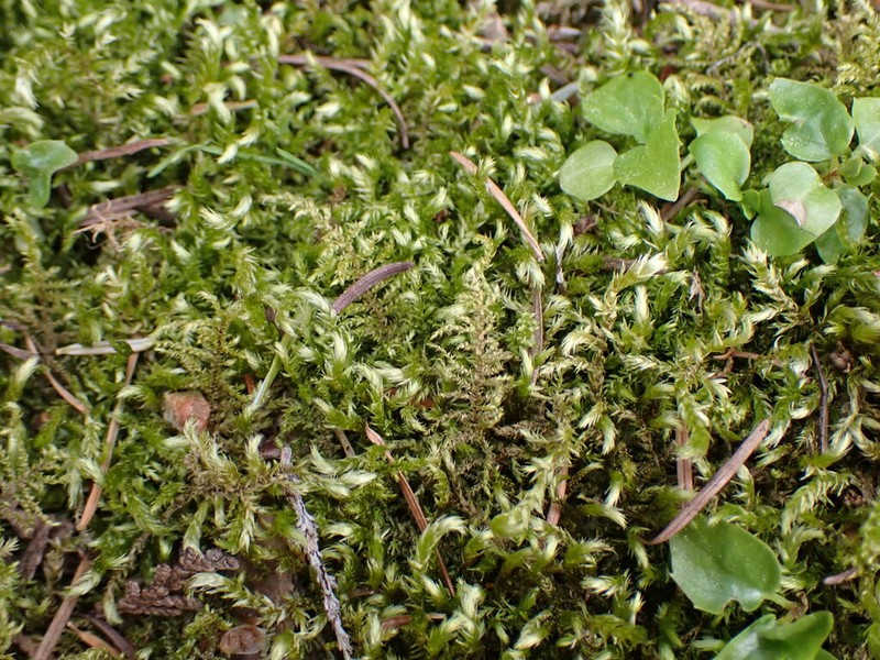 Cold Brachythecium Moss photo 3