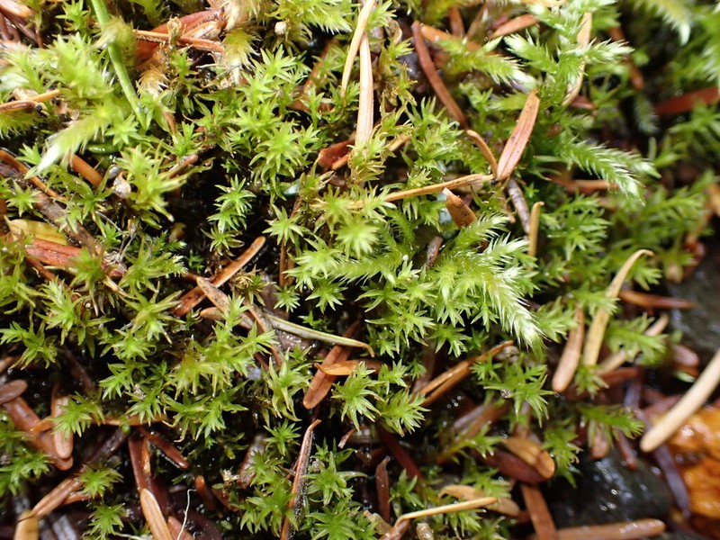 Cold Brachythecium Moss photo 4