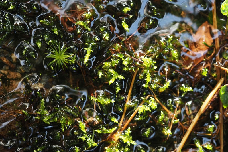 Cold Brachythecium Moss photo 5