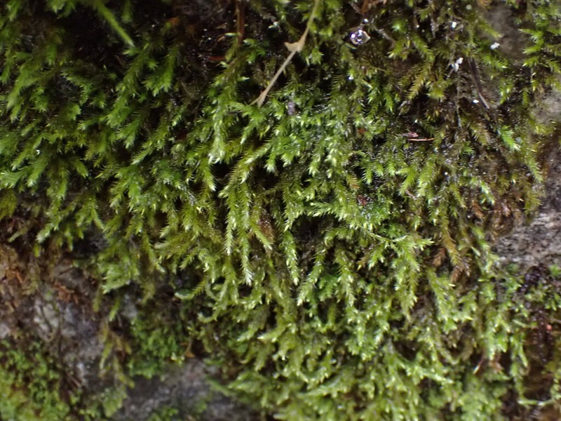 Cold Brachythecium Moss photo 6