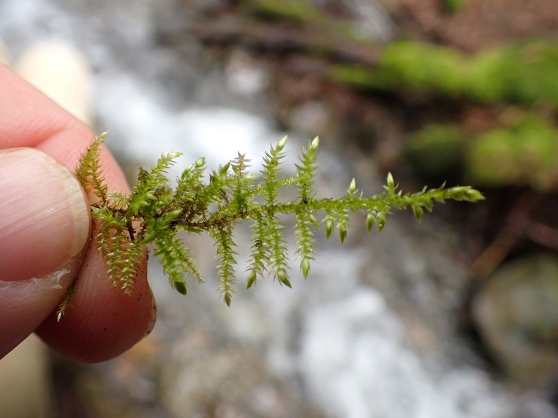 Cold Brachythecium Moss photo 7