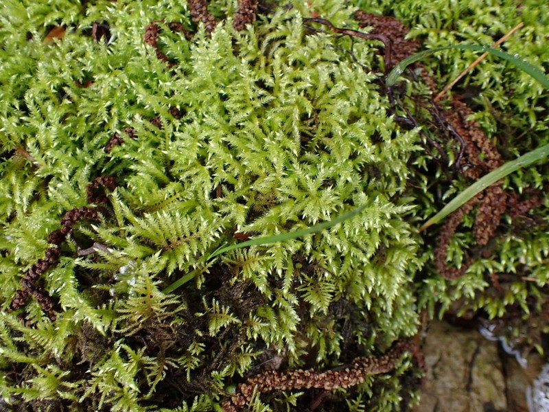 Cold Brachythecium Moss photo 8