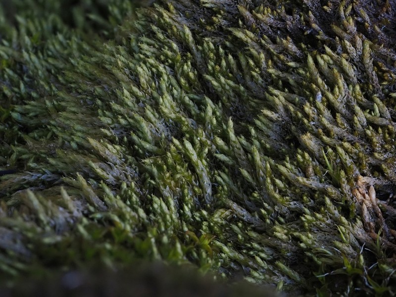 Glacier Brachythecium Moss