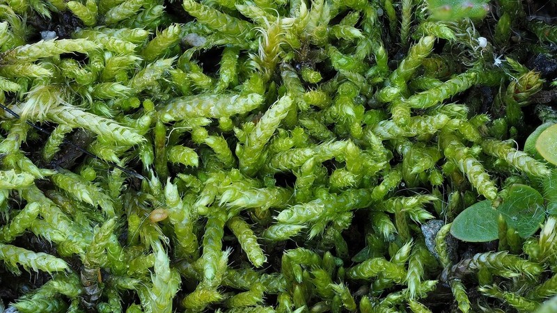 Glacier Brachythecium Moss photo 2