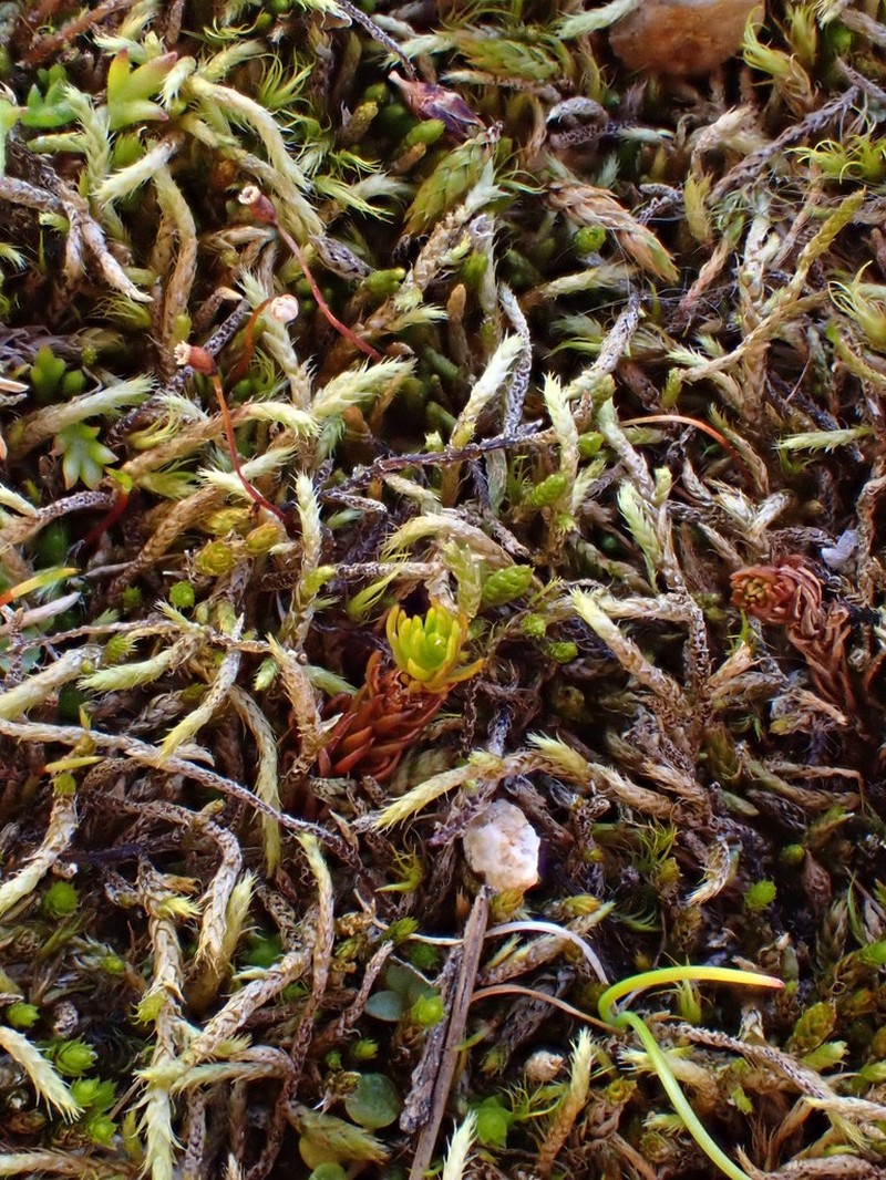 Glacier Brachythecium Moss photo 3