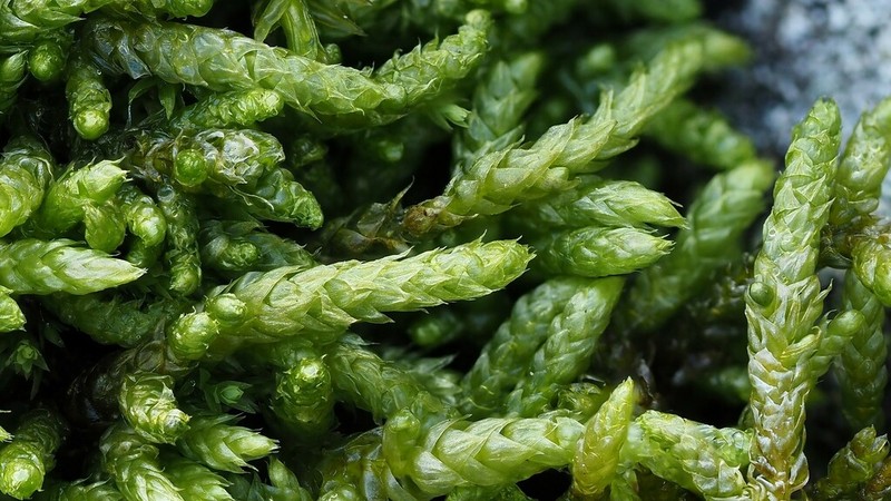 Glacier Brachythecium Moss photo 4