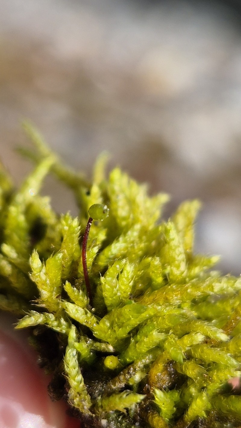 Glacier Brachythecium Moss photo 5