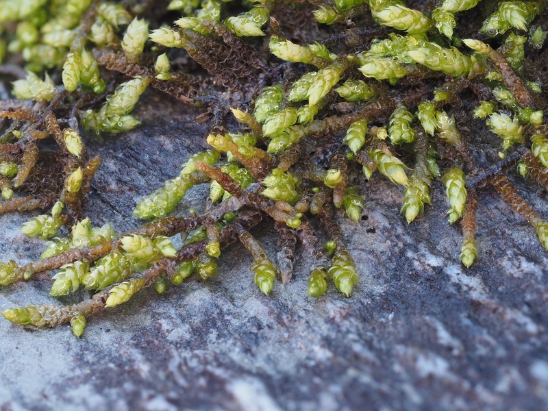 Glacier Brachythecium Moss photo 6