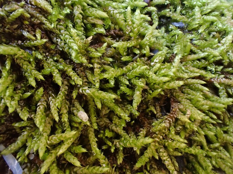 Glacier Brachythecium Moss photo 7