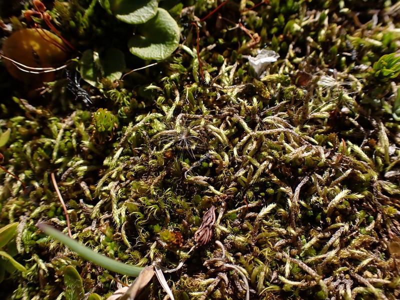 Glacier Brachythecium Moss photo 8