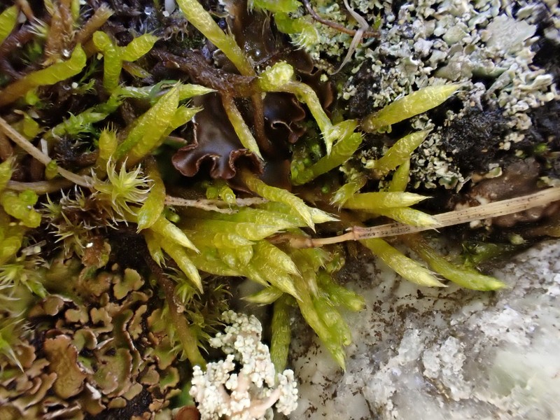 Greenland Brachythecium Moss